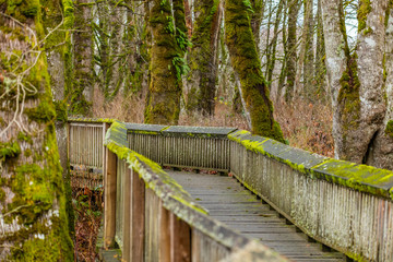 Wooden walkway among the autumn forest, Nisqually National Wildlife Refuge