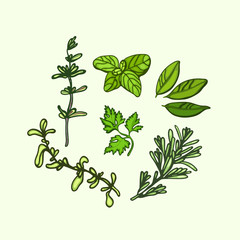 Herbs. Set. Collection. Marjoram, thyme, bay leaf, basil, rosemary, parsley.