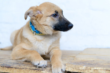homeless puppy in shelter