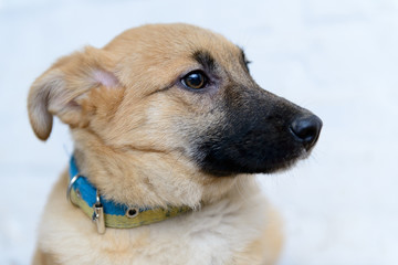 homeless puppy in shelter
