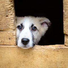 homeless puppy in doghouse