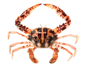 crab isolated on white background