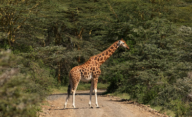 Giraffe crossing the road