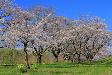 雫石園地の桜並木