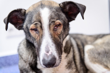 sick homeless dog