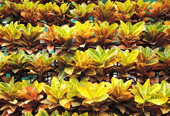 Obraz premium Colourful croton leaves or Codiaeum variegatum