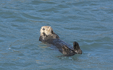 Fototapeta premium Sea Otter Relaxing in the Water