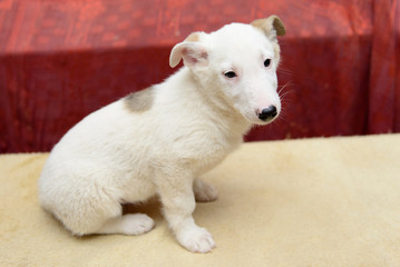 homeless puppy in shelter