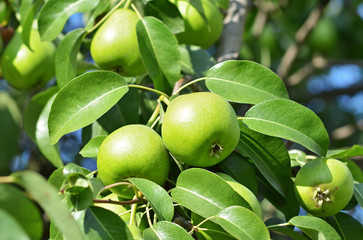 Green pear on the branch
