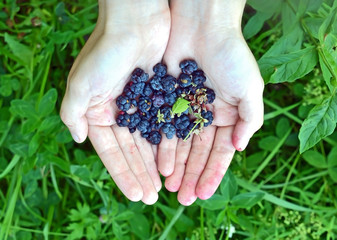 Blackberry (rubus) in hand