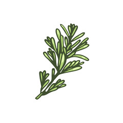 Obraz premium Gałązka rozmarynu.