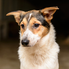 homeless puppy in shelter