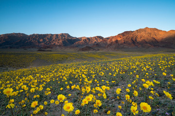 Wildflower blooming in Death Valley - obrazy, fototapety, plakaty