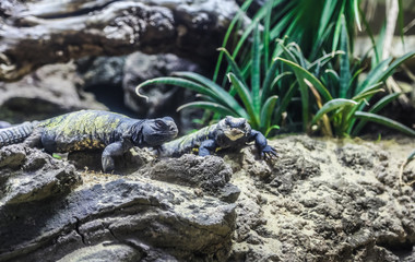 The two lizards in the cage