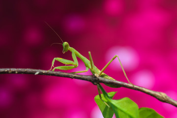 Grasshopper in the garden.