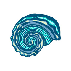 Sea shell. Mollusk. Wildlife.