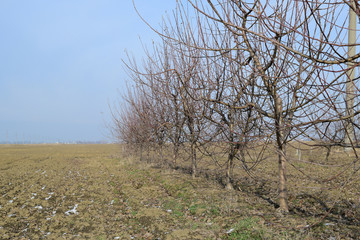Young apple orchard