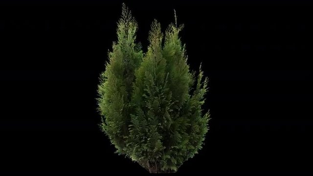 High quality 10bit footage of coniferous plant on the wind with Alpha Channel. Made from RAW 