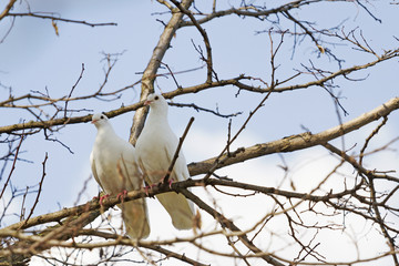 pair of white doves