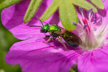 Great Sweat Bee on a Pink Flower