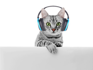 Beautiful cat with headphones isolated on white