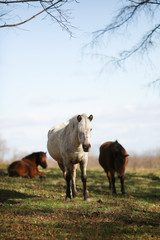 Fototapeta premium 自然の中の馬