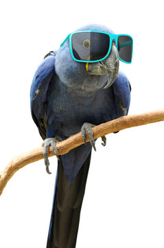 Funny animal portrait of a blue parrot with oversized sunglasses