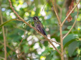 Humminbird in Monteverde