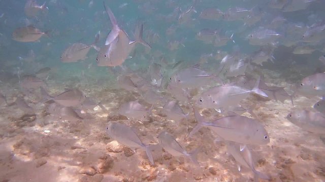 A large school of fish Bigeye trevally (Caranx sexfasciatus) floats above the bottom, Indian Ocean, Hikkaduwa, Sri Lanka, South Asia
