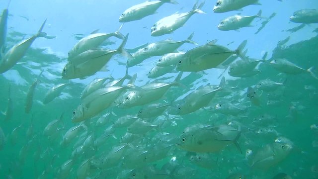 A large school of fish Bigeye trevally (Caranx sexfasciatus) bottom view, Indian Ocean, Hikkaduwa, Sri Lanka, South Asia
