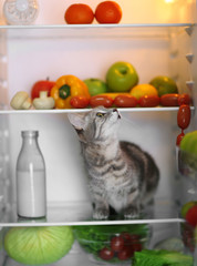 Cat in the refrigerator at home