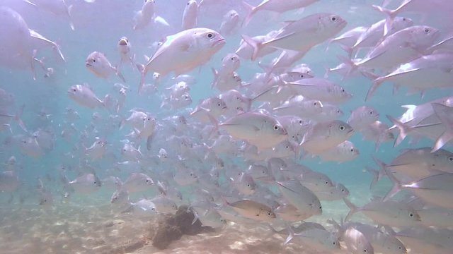 A large school of fish Bigeye trevally (Caranx sexfasciatus), Indian Ocean, Hikkaduwa, Sri Lanka, South Asia
