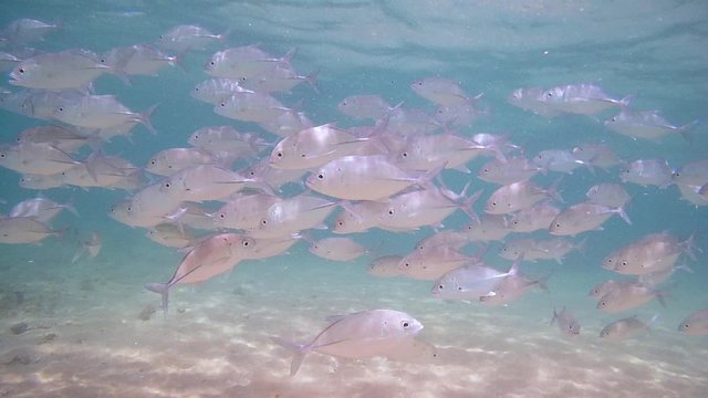 trevally flock over a sandy bottom, Indian Ocean, Hikkaduwa, Sri Lanka, South Asia

