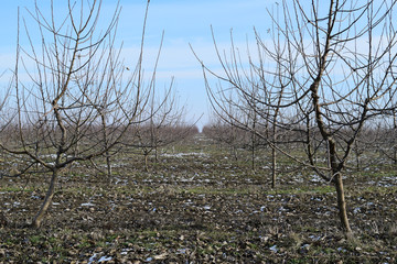 Obraz premium Young apple orchard