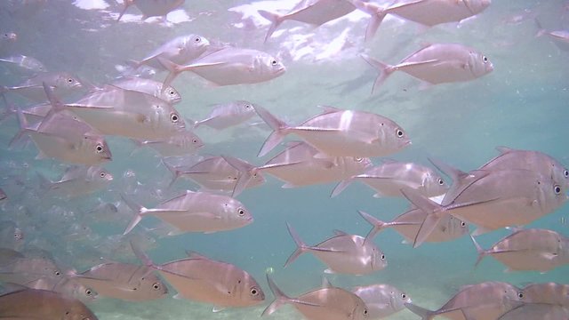 large school of fish Bigeye trevally (Caranx sexfasciatus) swimming under water surface, Indian Ocean, Hikkaduwa, Sri Lanka, South Asia
