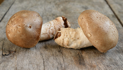 Mushroom on a wooden floor