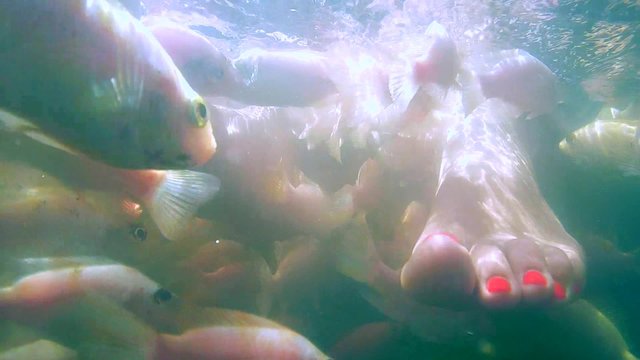 A large school of fish Mozambique tilapia (Oreochromis mossambicus) to clean the feet in the river, Hikkaduwa, Sri Lanka, South Asia
