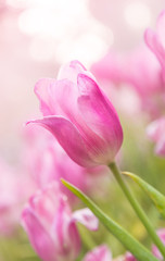tulips in the flower garden