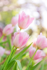 Obraz na płótnie Canvas tulips in the flower garden