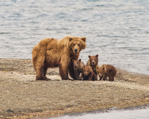 Fototapeta premium Grizzly Bear Family of Five - a sow and four cubs focus their attention on an incomiing intruder at Katmai National Park, Alaska. Is it a threat? 