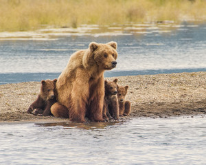 Safe With Mom - Three grizzly bear cubs snuggle up with mom for safety from wild and dangerous world around them.   © richardseeley
