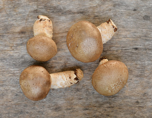 Mushroom on a wooden floor