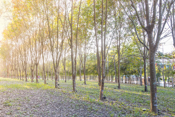 Obraz premium Rubber Plantation