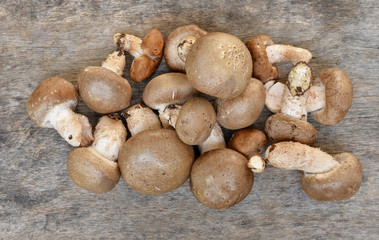 Mushroom on a wooden floor