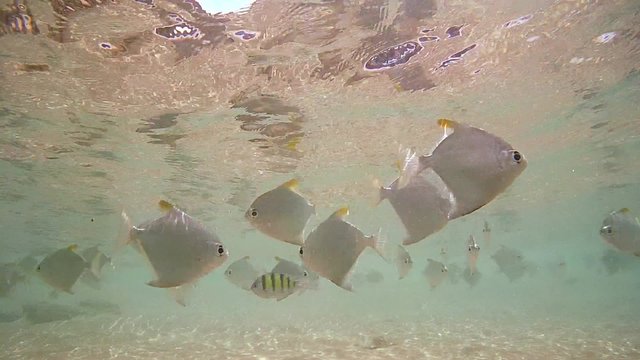 chool of fish silver moony or silver moonfish (Monodactylus argenteus) swimming in the surf zone, Indian Ocean, Hikkaduwa, Sri Lanka, South Asia

