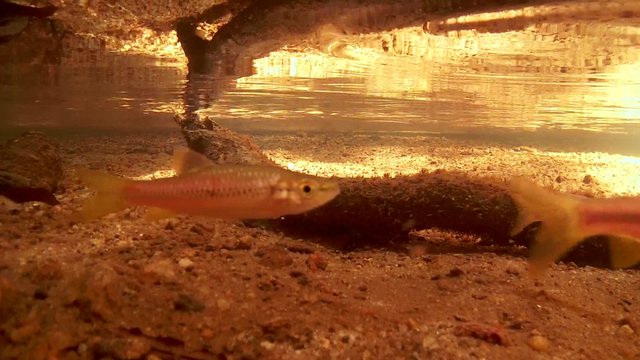 school of fish Striped rasbora (Rasbora daniconius), Sinharaja, Sri Lanka, South Asia
