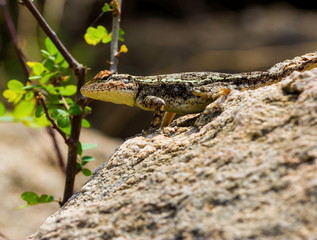 ndia has many lizards that spend there time basking in the sun and catching pesky flies that would normally be considered a nuisance. 