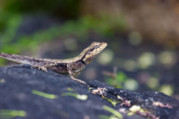 ndia has many lizards that spend there time basking in the sun and catching pesky flies that would normally be considered a nuisance. 