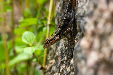 ndia has many lizards that spend there time basking in the sun and catching pesky flies that would normally be considered a nuisance. 