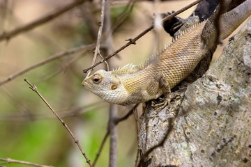 ndia has many lizards that spend there time basking in the sun and catching pesky flies that would normally be considered a nuisance. 